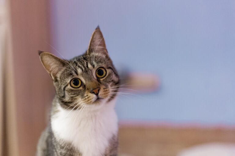 Using a Cat Sitter Versus Using a Cattery