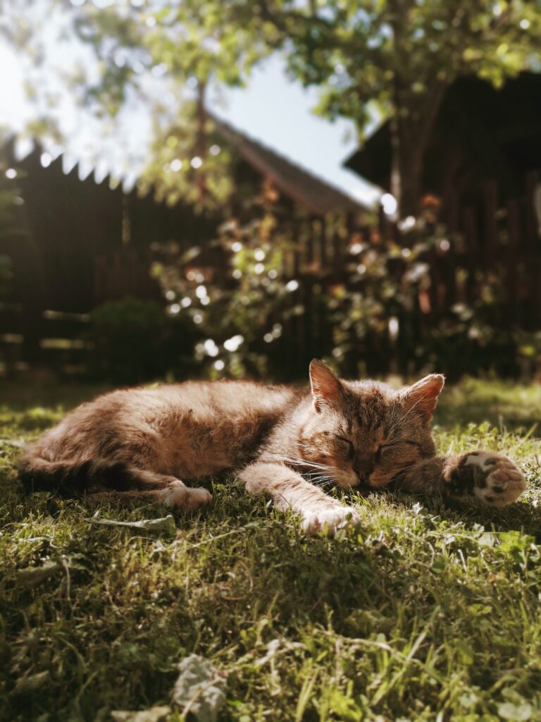 Looking after your cat in summer