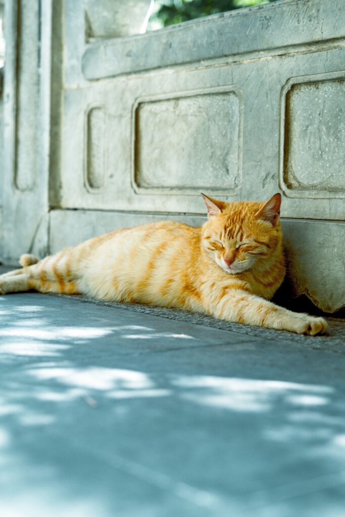 Looking after your cat in summer