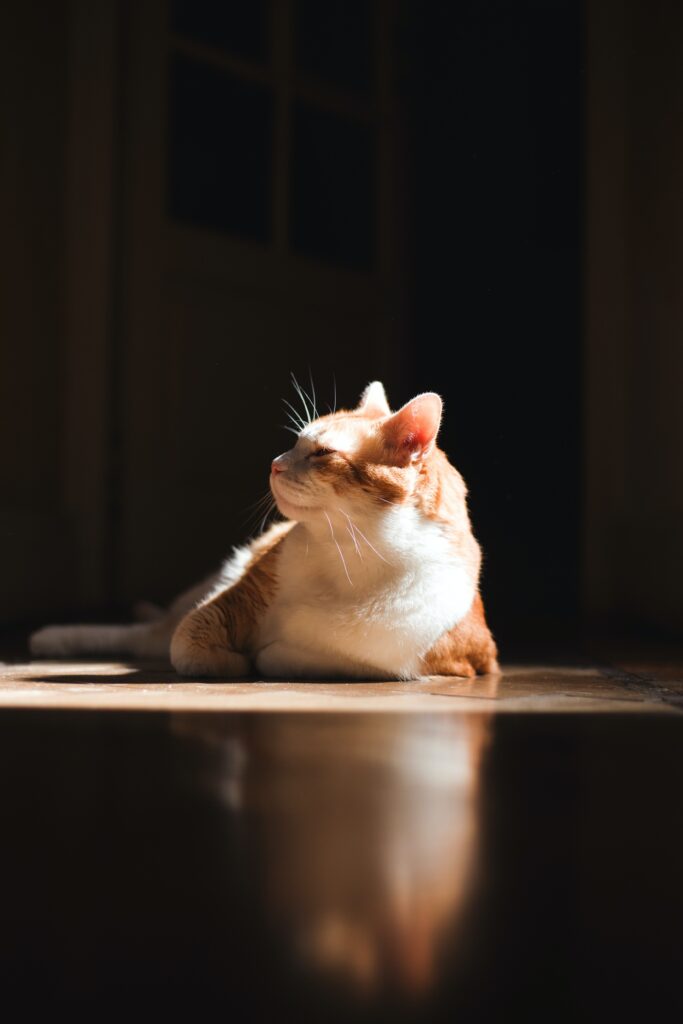 Looking after your cat in summer